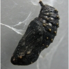 melitaea cinxia pupa1 volg1